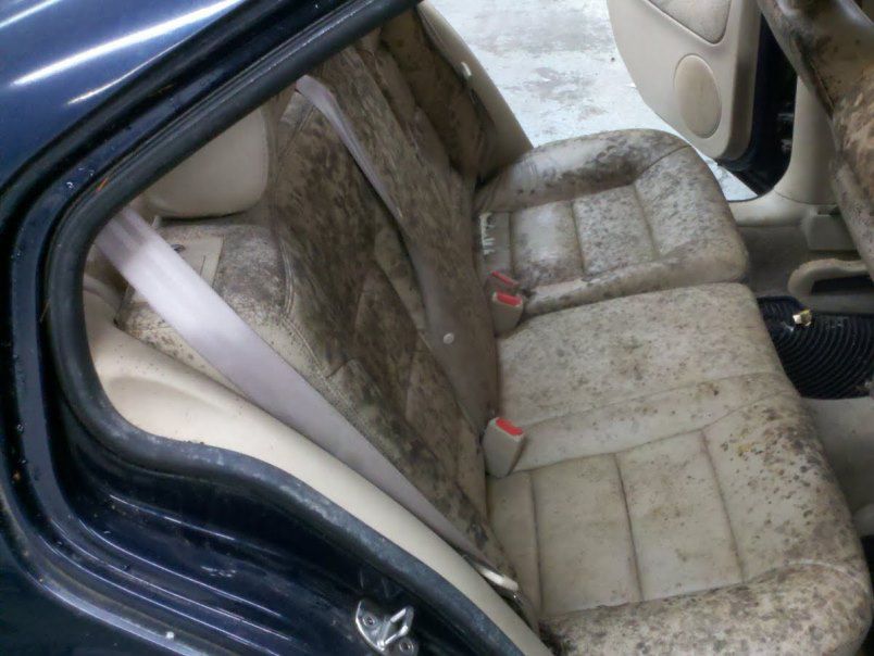 Mold on car carpet